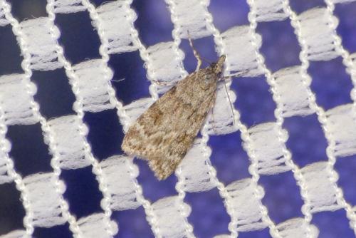 Réf. 258 112 : Scoparia sp.
